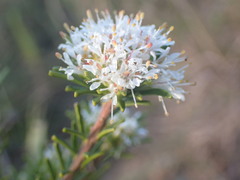 Agathosma gonaquensis
