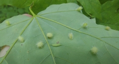 Dasineura communis