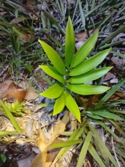 Zamia prasina