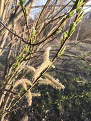 Salix
