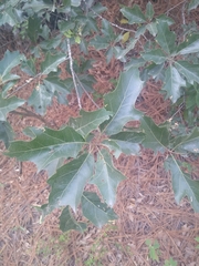 Quercus robusta