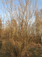 Salix