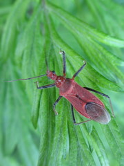 Cutocoris russatus