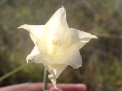 Gladiolus albens