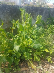 Beta vulgaris vulgaris