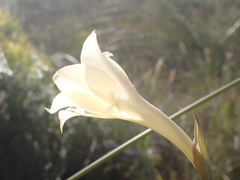 Gladiolus albens