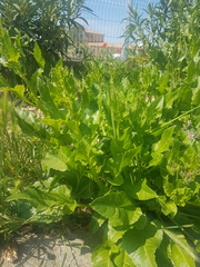 Beta vulgaris vulgaris