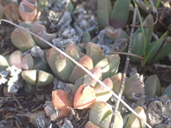 Corpuscularia lehmannii