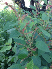 Acalypha subviscida
