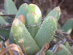 Corpuscularia lehmannii
