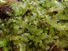 Chiloscyphus pallescens