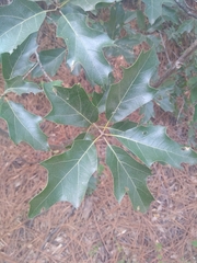 Quercus robusta
