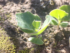 Senecio ruwenzoriensis