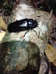 Mallodonopsis mexicanus
