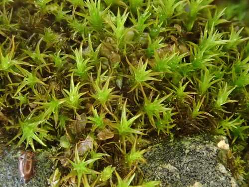 Image of Rigid Beard Moss (Didymodon rigidulus) by (c) Christian Berg, some rights reserved (CC BY)