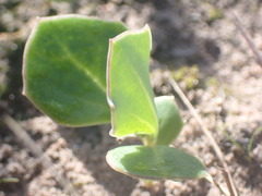 Senecio ruwenzoriensis