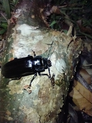 Mallodonopsis mexicanus