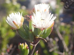 Lampranthus productus