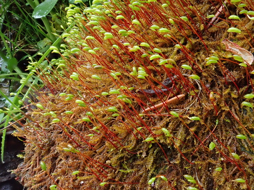 Image of Hygrohypnum luridum by (c) Christian Berg, some rights reserved (CC BY)