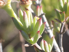 Lampranthus productus