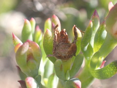 Lampranthus productus