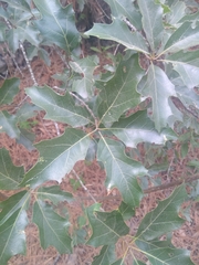 Quercus robusta