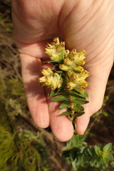 Penaea cneorum cneorum