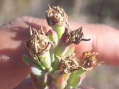 Lampranthus productus