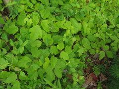 Toxicodendron radicans pubens