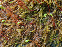 Hygrohypnum luridum