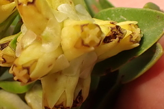 Penaea cneorum cneorum