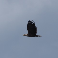 Haliaeetus albicilla