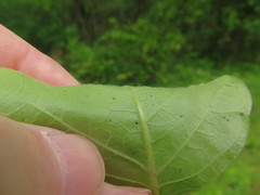 Toxicodendron radicans pubens