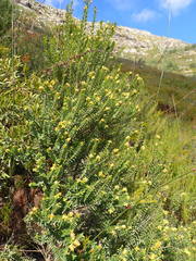 Penaea cneorum cneorum