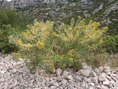 Medicago arborea
