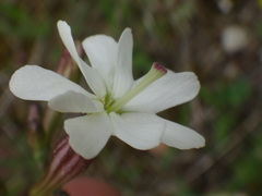 Silene nemoralis
