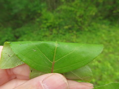 Toxicodendron radicans pubens