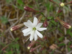 Silene nemoralis