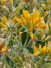 Medicago arborea
