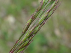 Festuca rupicola