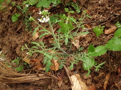Arabidopsis arenosa arenosa