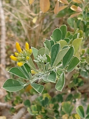 Medicago arborea