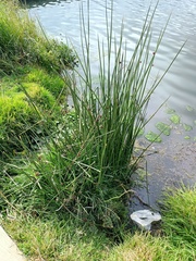 Schoenoplectus californicus