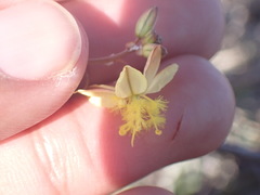 Bulbine filifolia