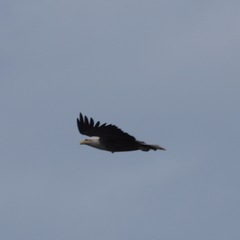 Haliaeetus albicilla