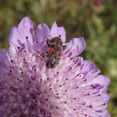 Trichodes leucopsideus