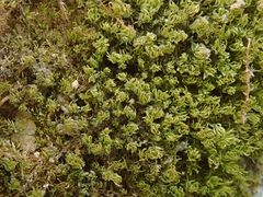 Gymnostomum aeruginosum