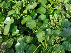 Hydrocotyle ranunculoides