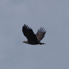 Haliaeetus albicilla