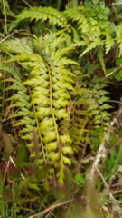 Asplenium aethiopicum
